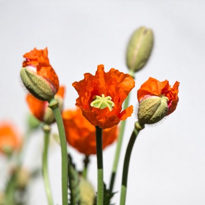Orange Poppy Flowers with Buds