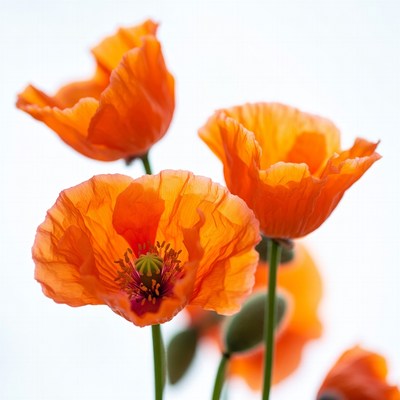 Orange Poppy Flowers on White Background