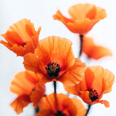Orange Poppy Flowers on White Background