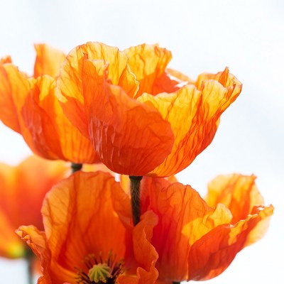 Orange Poppy Flowers on White Background
