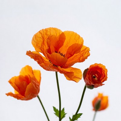 Orange Poppy Flowers on White Background