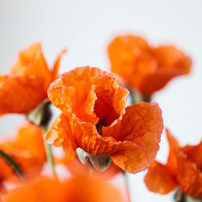 Closeup of Vibrant Orange Poppies