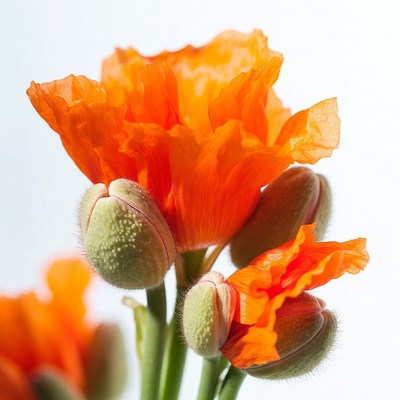 Orange Poppy Flower with Buds