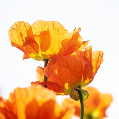Orange Poppy Flowers on White Background