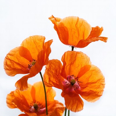 Orange Poppy Flowers on White Background