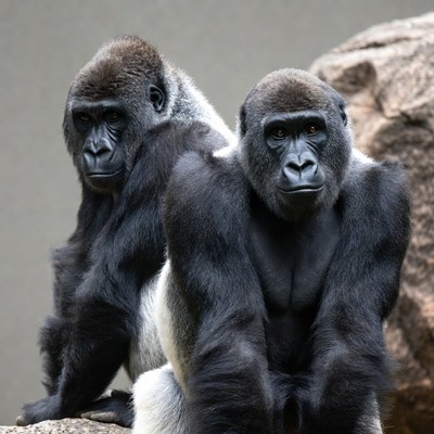 Two Gorillas Sitting on Rock