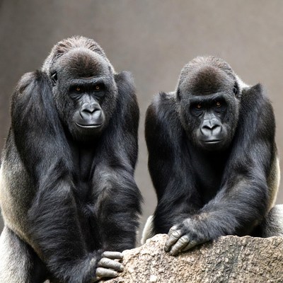 Two Gorillas Sitting on Rock