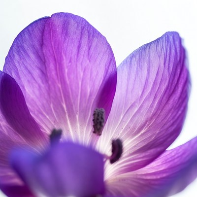 Purple flower close-up