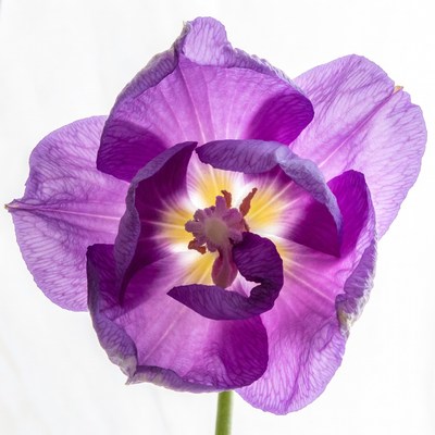 Purple Tulip Flower on White Background