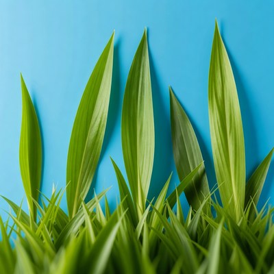 Green leaves on blue background
