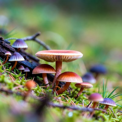 Colorful Mushrooms on Forest Moss