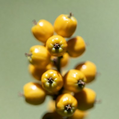 Cluster of Shiny Yellow Berries