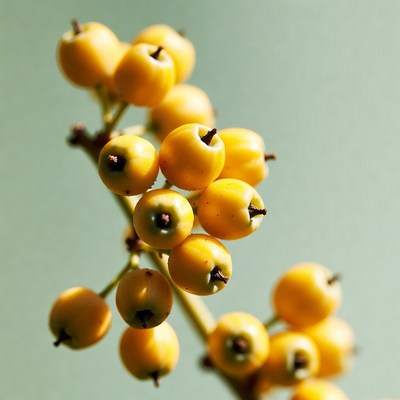Cluster of Bright Yellow Berries