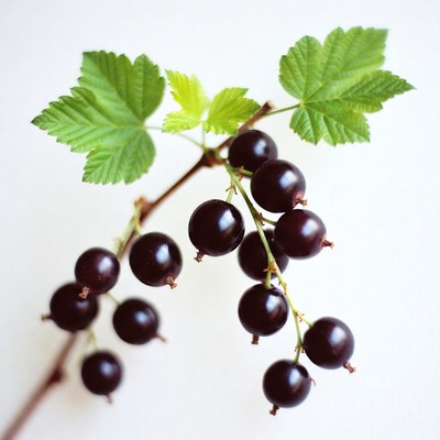 Black Currants with Green Leaves
