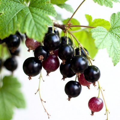 Currant Berries on Green Leaves