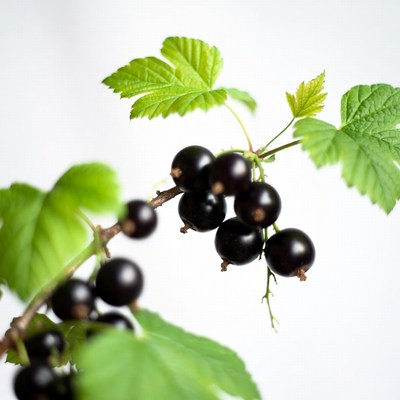 Black currants on green leaves