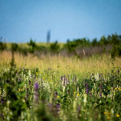 Purple Wildflowers in Grassy Meadow