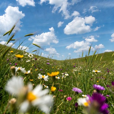 Wildflower Meadow Under Blue Sky