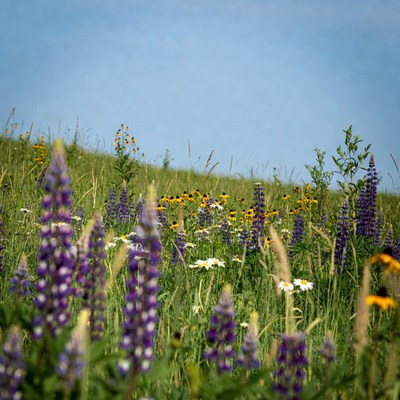 Purple Lupines and Black-Eyed Susans in Meadow