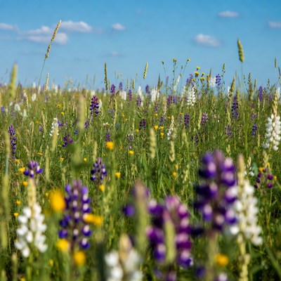 Colorful wildflower field under blue sky