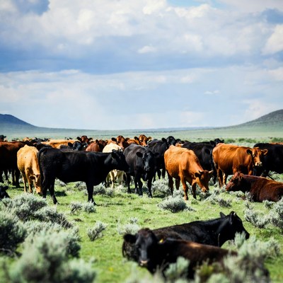 Herd of Cattle Grazing in Grassland