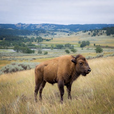 Bison standing in grassy field
