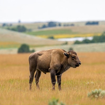 Baby Bison Standing in Grassland