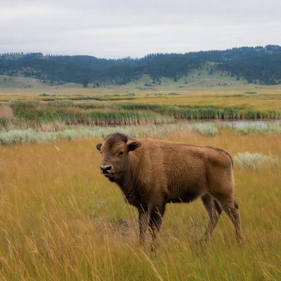 Baby bison standing in grassy field