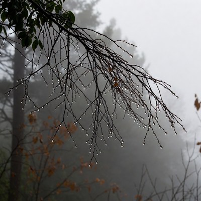 Dew-covered tree branch in misty forest