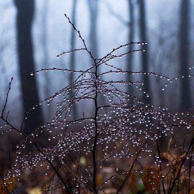 Dew-covered branches in foggy forest