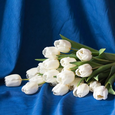 White tulips on blue fabric
