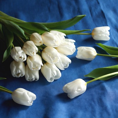 White tulips on blue background