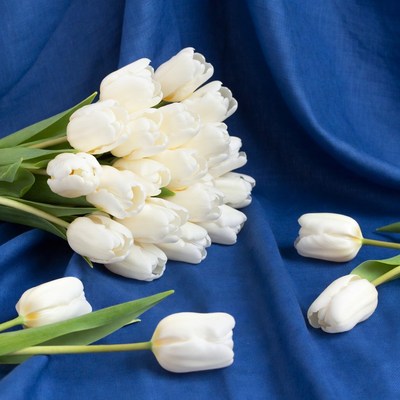 White tulips on blue fabric