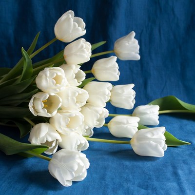 White Tulips on Blue Background