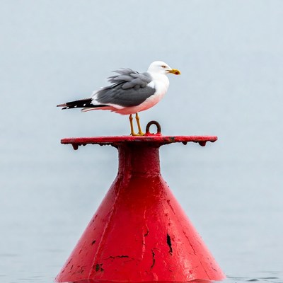 Seagull perched on red buoy