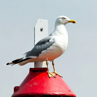 Seagull perched on red buoy