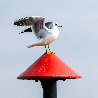 Seagull perched on red buoy