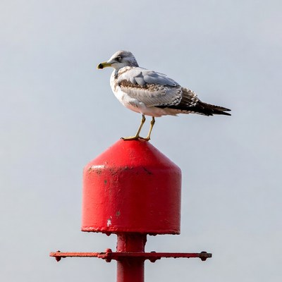 Seagull perched on red buoy