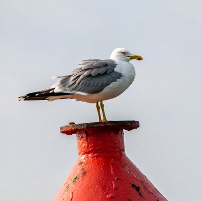 Gull perched on red buoy