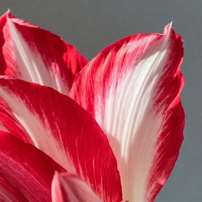 Red and White Amaryllis Flower Closeup