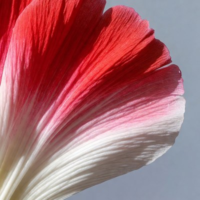 Red and White Hibiscus Flower Petals