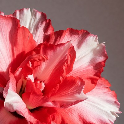Red and White Gerbera Daisy Flower