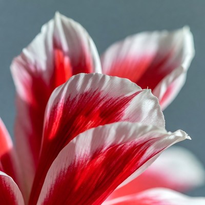 Red and White Tulip Closeup