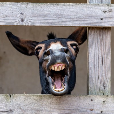 Donkey sticking head through fence
