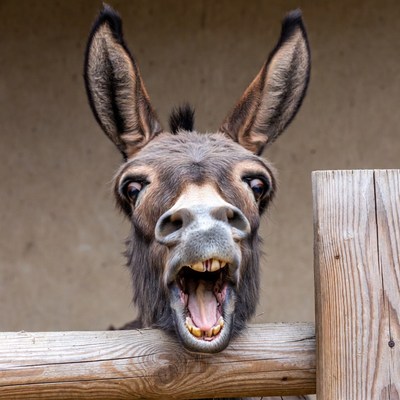Donkey yelling over wooden fence