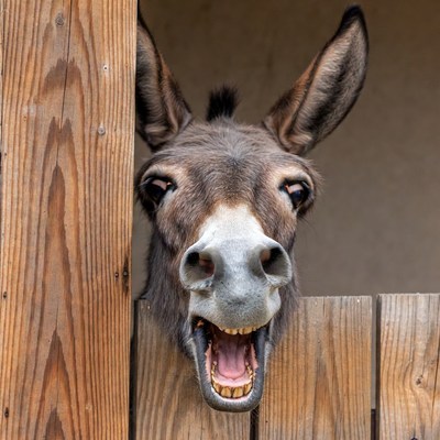 Donkey peeking over wooden fence