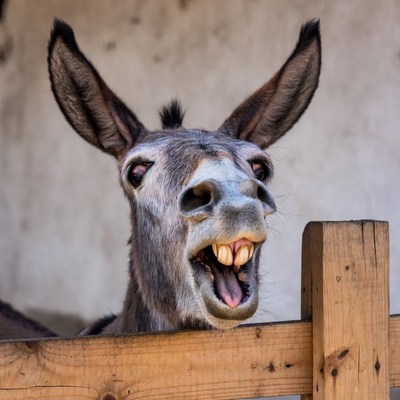 Donkey laughing over wooden fence
