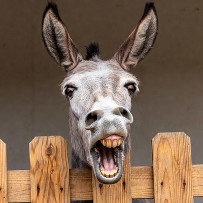 Donkey braying through wooden fence