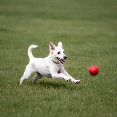 White dog chasing red ball
