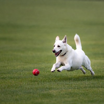 White dog chasing red ball